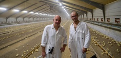 DLG-salgskonsulent i praktik hos sønderjysk fjerkræproducent: - Jeg får et godt indblik i deres hverdag