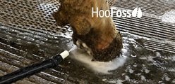 How to manage digital dermatitis with hoof care measures
