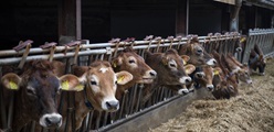 Dairy Global: Feed additive cuts cows’ emissions by half