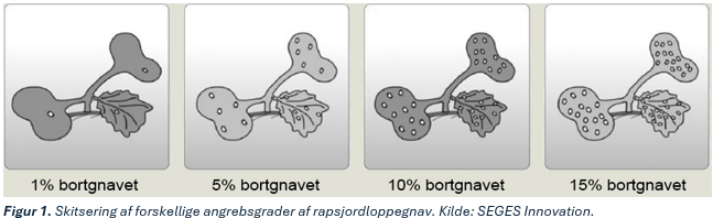 Rapsloppe forløb